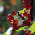 les fruits rouges