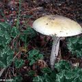 L'Amanite phalloïde, le plus connu des champignons mortels