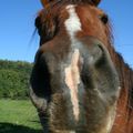 Horse's selfies !!