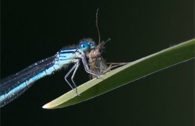 Chasse gardée ....