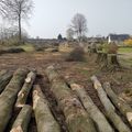 PATRIMOINE NORMAND EN PERIL/28: MASSACRE à la tronçonneuse d'un clos-masure cauchois à Autretot.