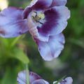 fleurs de mon jardin