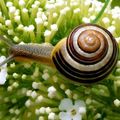 Comment faire sa révolution à la vitesse d'un escargot