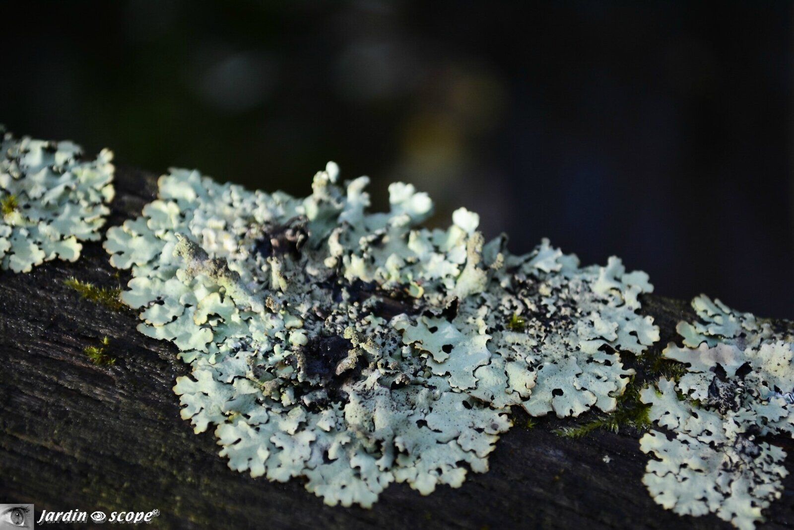 Lichens
