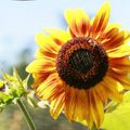 Tournesol