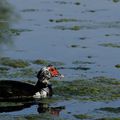 CANARD ET FOULQUE