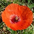 Coquelicot