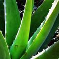 Aloès (Aloe Vera)   