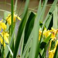 L'iris des marais , famille des iridacées