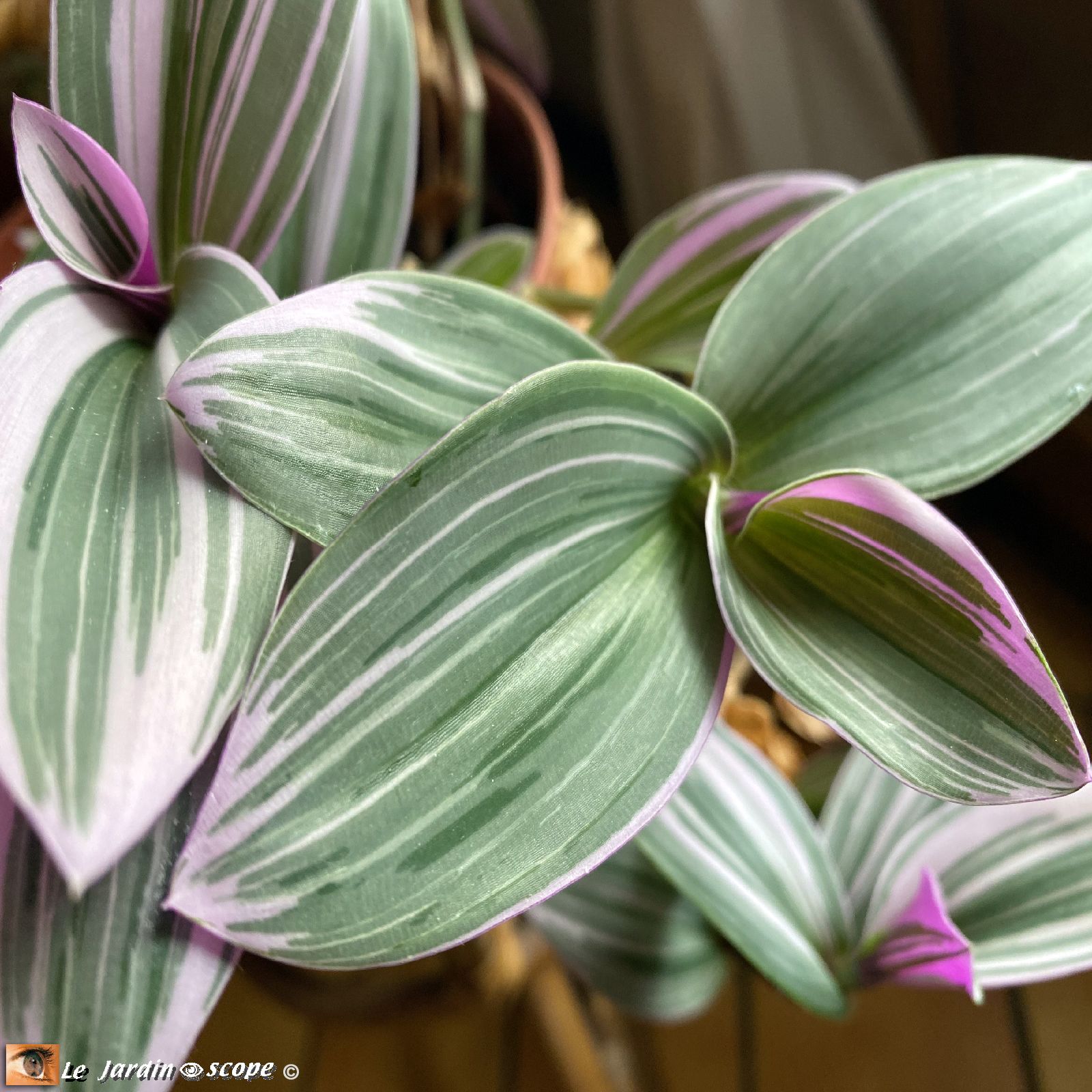 Tradescantia zebrina