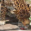 Même pas peur : un rat vole le déjeuner d'un léopard