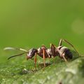 Du gouffre aux fourmis