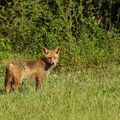 Renard (Vulpes vulpes)