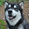 Mattie (Highlands Phantom Incognito) à l'Eurodog show de Brno - Excelleent en classe jeune - Bravo Mattie et Andréa 