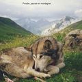 MALAMUTE D'ALASKA et paysage de montagne en été