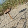 "Seul sur le sable..." : Champignon