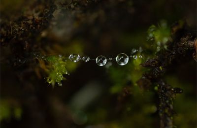 Perles de pluie ...