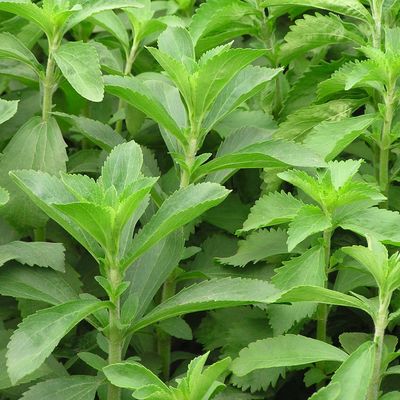 Stevia