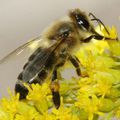 Sauvons les abeilles - MesMotsCourts culin@ires -