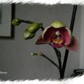 Une nouvelle fleur d'orchidée .. ♥ Joyeux anniblog chez Couleur Chabby ♥