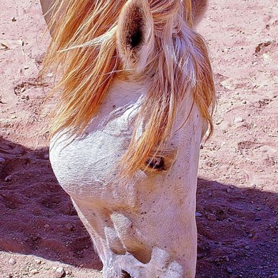 Tbourida Maroc / الفروسية بالمغرب 