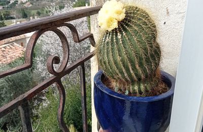 Bonjour Mon Beau Cactus !