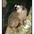 Le lémurien de Mayotte