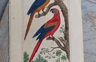 Ancienne Gravure Oiseaux de Buffon L'Ara Bleu et L'Ara Rouge  Planche N°86 Ornithologie XIXème Cabinet de Curiosité  