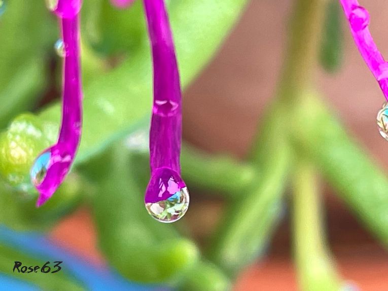 Lundi 29 sept 2025 un bol d'air au jardin c'était le 25 sept 2025 Mon diapo s'en suit 