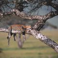 Leopard, Tanzanie