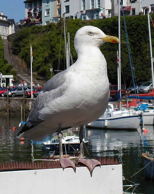 Goéland argenté (Larus argentatus) 