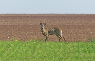 Dimanche matin dans la plaine.