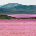 Rélocos - L’incroyable floraison du désert d’Atacama, au Chili