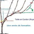 La taille de la vigne