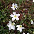 Arenaria montana L.