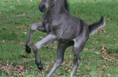 ÉLEVAGE DE PONEYS LANDAIS