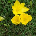 Des Sternbergia Lutea tapissent l'herbe de jaune