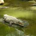 La Ferme des Crocodiles à Pierrelate