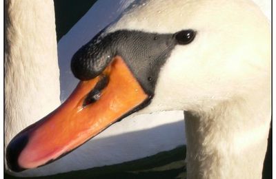 Le Cygne et sa majesté