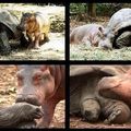 Un bébé hippopotame séparé de sa famille par un tsunami, belles photos...