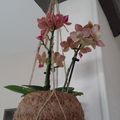 Petite orchidée.