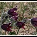 Anémone pulsatille - pulsatilla vulgaris