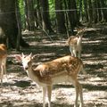 un petit tour au parc animalier de bourbonne les bains