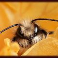 " OSMIA", LA PETITE ABEILLE