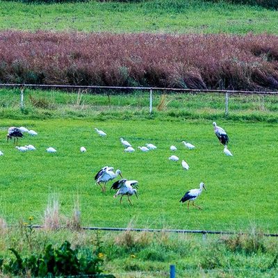 Une rareté dans la Région Nord - Est: Le HÉRON GARDE - BOEUFS