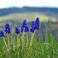 Muscari à grappes