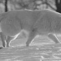 Baron dans la neige...