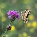 Papilio machaon #1