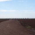 Cadillac Ranch