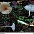 New Dactylosporina (Physalacriaceae, Agaricales) from Japan